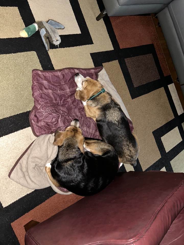 The beagles