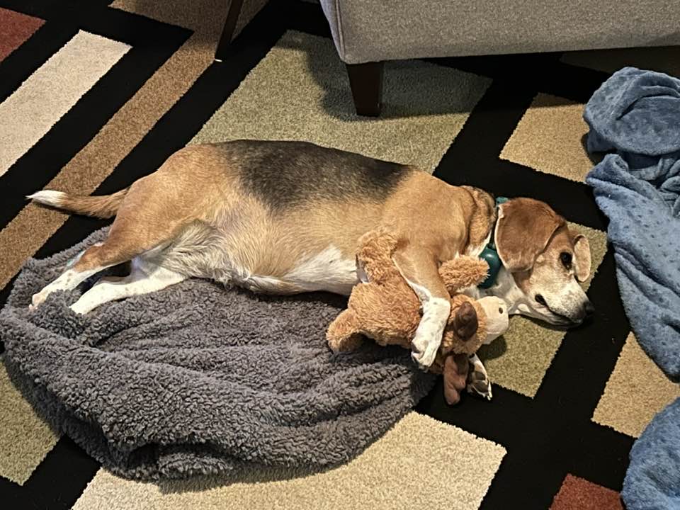 Daisy with her toy