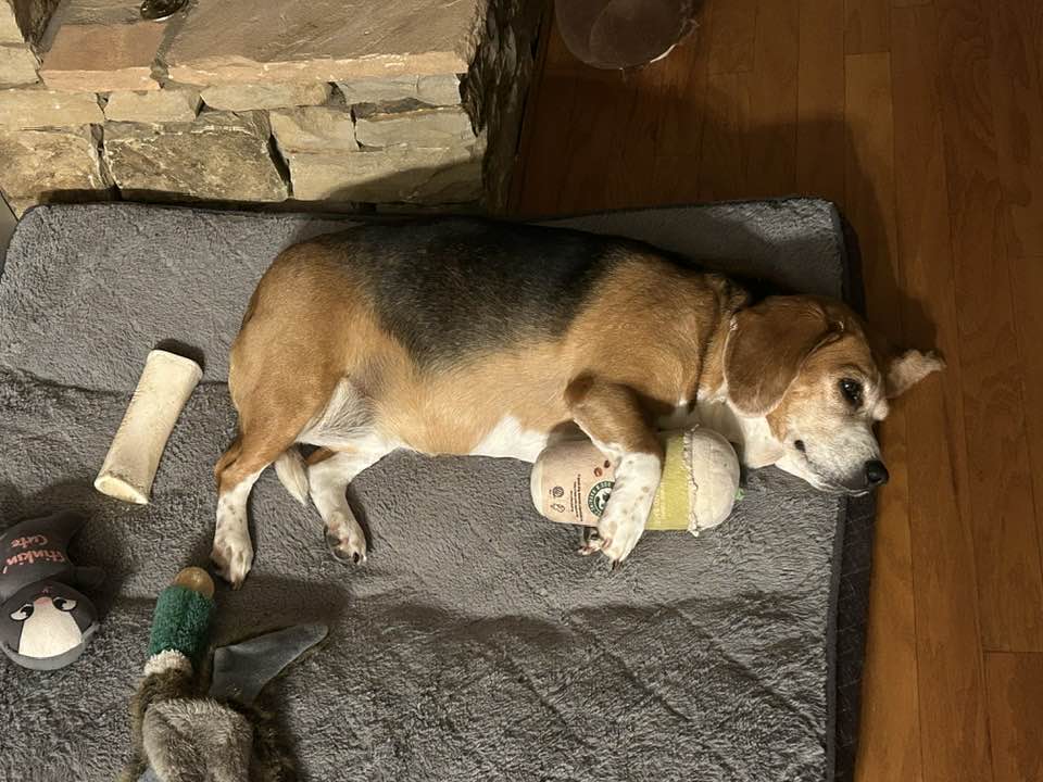 Daisy and her toys