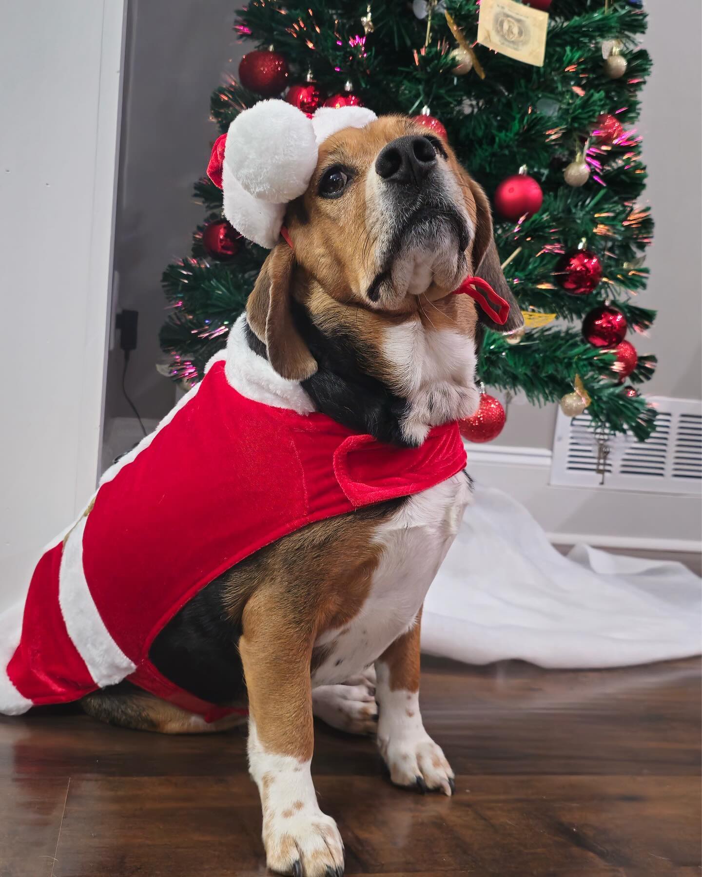 Dante at Christmas