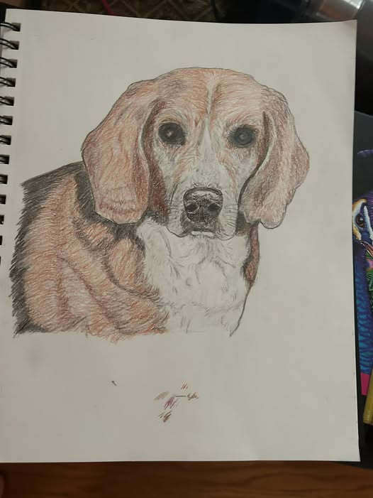 Daisy the Beagle