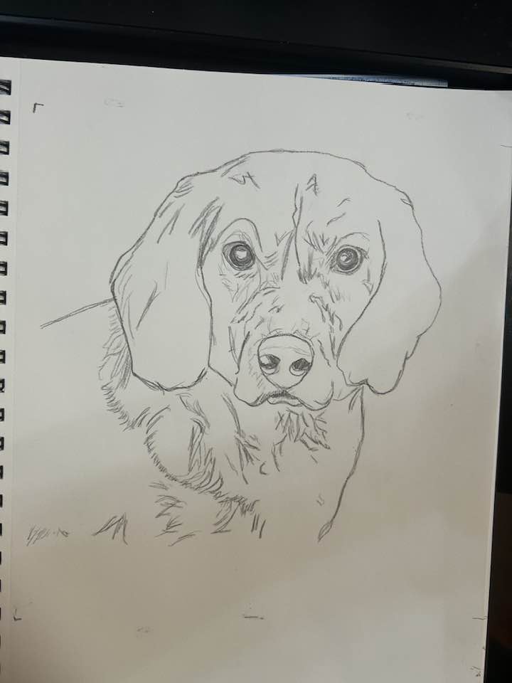 Ruff Sketch