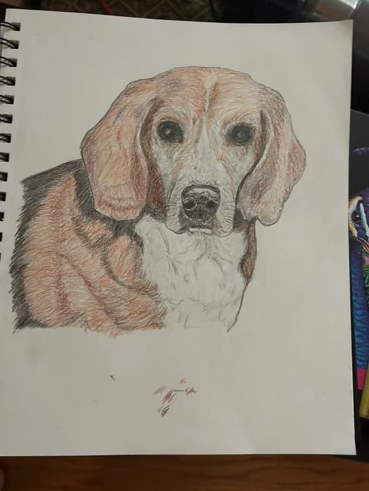 Daisy the Beagle
