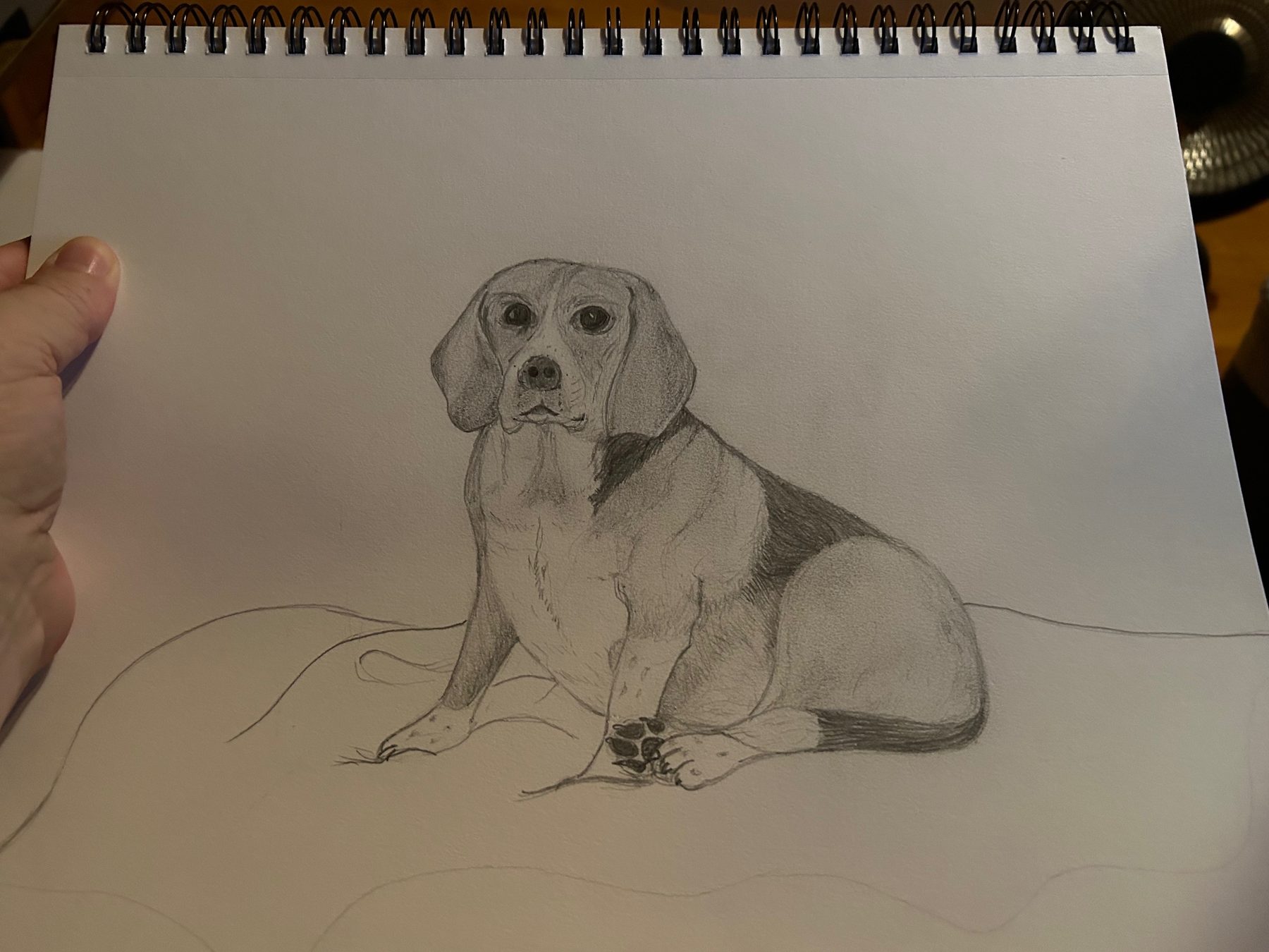 Daisy the Beagle