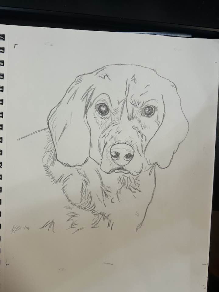 Ruff Sketch