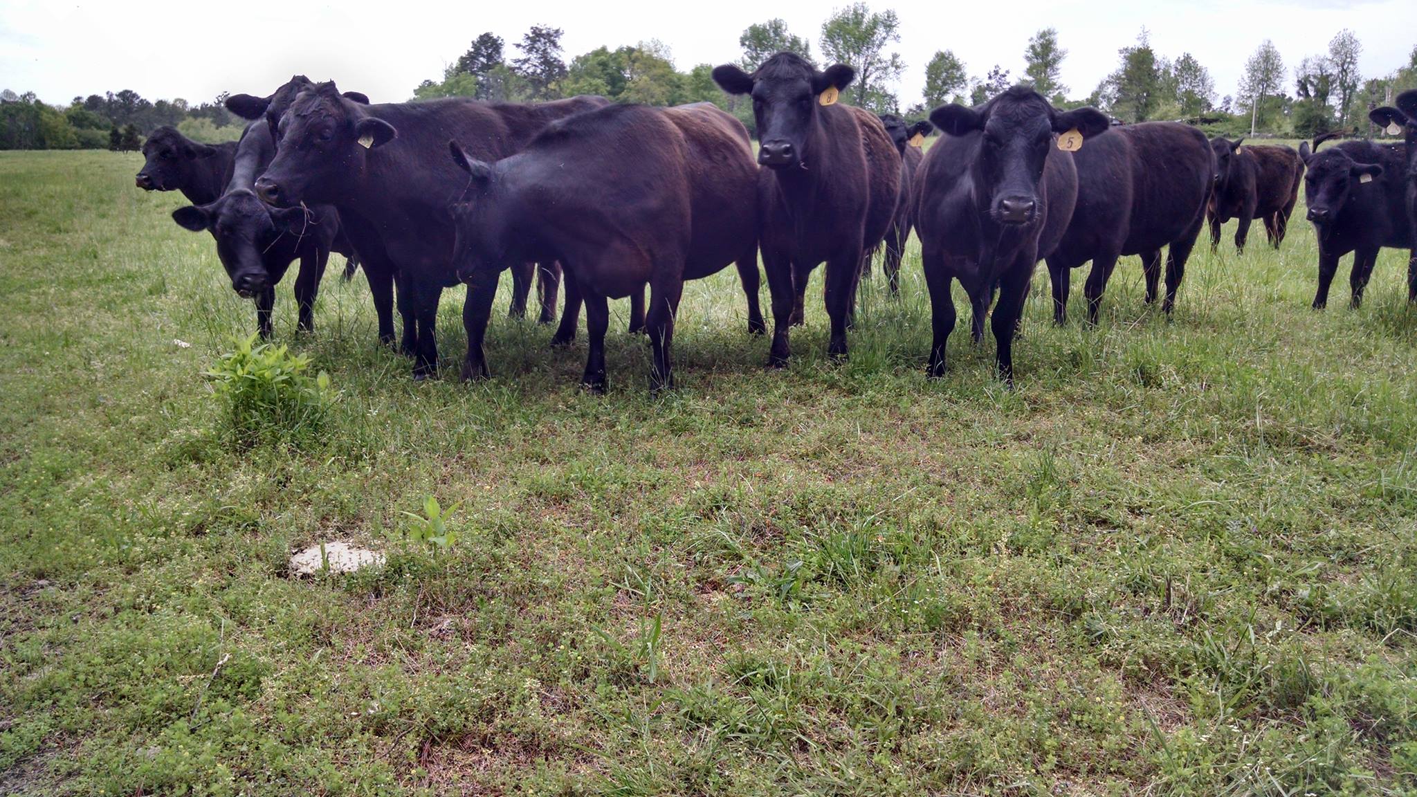 Cows