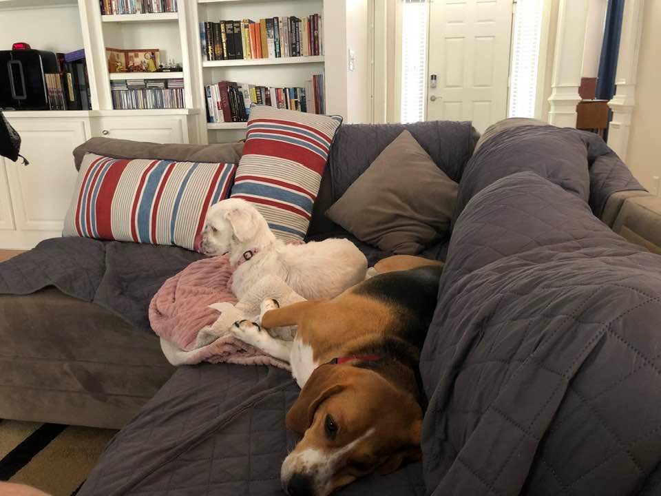 The dogs