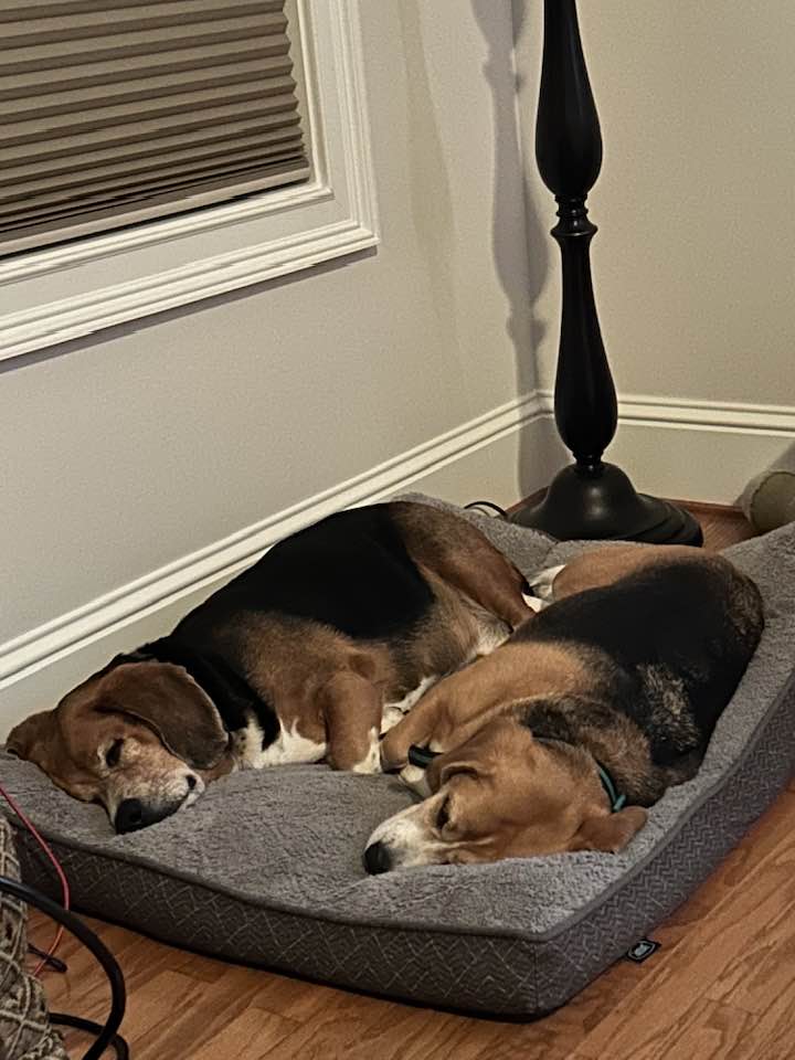 Dogs Chilling